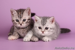 Британские  котята серебристых окрасов - Изображение #1, Объявление #206865