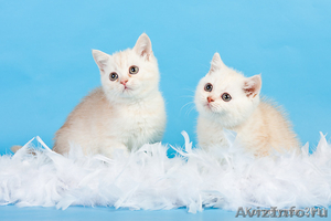Британский котенок серебристо-красного окраса - Изображение #1, Объявление #218490