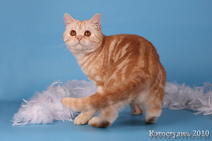 Британский котенок серебристо-красного окраса - Изображение #3, Объявление #218490