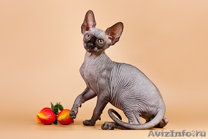 Канадский сфинкс очаровательные котята - Изображение #2, Объявление #265575