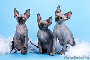 Канадский сфинкс очаровательные котята - Изображение #1, Объявление #265575