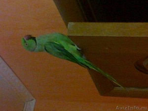 Продам Ожереловый попугай Крамера с клеткой в Саратове  - Изображение #1, Объявление #362670