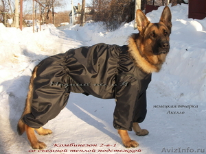 Одежда для собак «Модный пес и Я» (ателье, пошив на заказ) - Изображение #6, Объявление #364326
