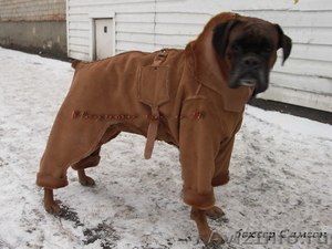 Одежда для собак «Модный пес и Я» (ателье, пошив на заказ) - Изображение #5, Объявление #364326