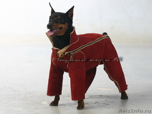Одежда для собак «Модный пес и Я» (ателье, пошив на заказ) - Изображение #1, Объявление #364326