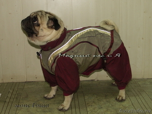 Одежда для собак «Модный пес и Я» (ателье, пошив на заказ) - Изображение #3, Объявление #364326