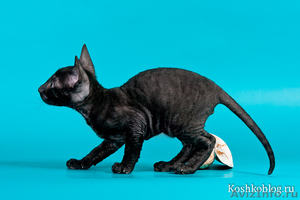 Породистые котята корниш-рекс - Изображение #3, Объявление #382908