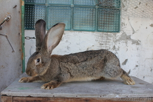 Продажа кроликов порода Фландер. - Изображение #1, Объявление #382084
