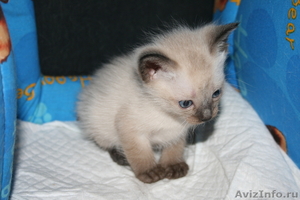 Продается тайский котенок - Изображение #1, Объявление #365690