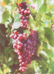 черенки и саженцы винограда реализую по всей России - Изображение #1, Объявление #397875