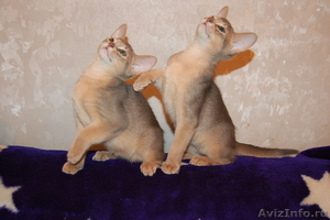 милые абиссинские котята - Изображение #3, Объявление #433246
