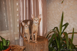 милые абиссинские котята - Изображение #1, Объявление #433246