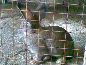 Продажа кроликов порода Фландер. - Изображение #2, Объявление #382084
