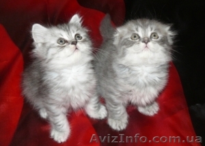 Элитные Шотландские котята - Изображение #4, Объявление #454325