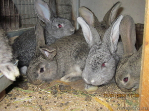 Продажа кроликов порода Фландер. - Изображение #6, Объявление #382084