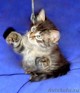 Отдам в добрые руки тигрового котенка метиса - Изображение #3, Объявление #502253
