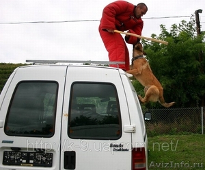 Дрессировка собак в Саратове. Мотивированное воспитание щенков - Изображение #3, Объявление #490655