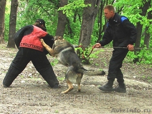 Дрессировка собак в Саратове. Мотивированное воспитание щенков - Изображение #2, Объявление #490655