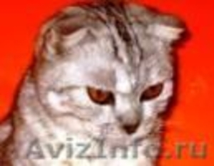  котята скоттиш-фолд - Изображение #2, Объявление #544023