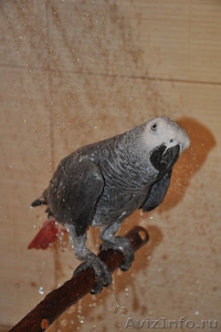 африканский попугай жако краснохвостый - Изображение #1, Объявление #573695