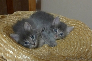 Прелестные котятки - Изображение #2, Объявление #651761
