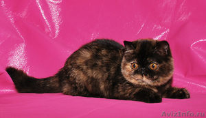 котята экзоты продаю - Изображение #1, Объявление #648541