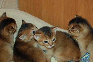 Очаровательные абиссинские котята - Изображение #2, Объявление #697375