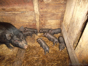 вьетнамские вислобрюхие травоядные свинья (поросята) - Изображение #1, Объявление #688393