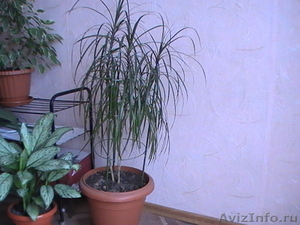 Комнатные растения, горшки для комнатных растений - Изображение #3, Объявление #731408