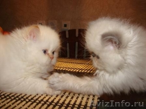 Очаровательные породистые персидские котята - Изображение #4, Объявление #763094