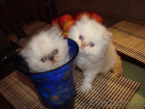 Очаровательные породистые персидские котята - Изображение #5, Объявление #763094