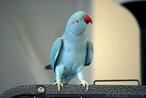  Ожереловых попугаев  - Изображение #2, Объявление #490873