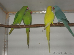  Ожереловых попугаев  - Изображение #1, Объявление #490873