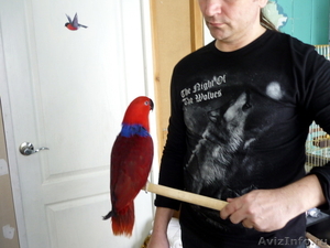 Приручение попугаев - Изображение #5, Объявление #579447