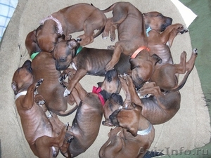 Продам щенков Родезийского Риджбека - Изображение #3, Объявление #1101118