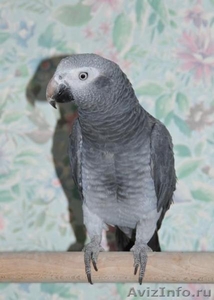 Птенцов попугая жако - Изображение #3, Объявление #1132715