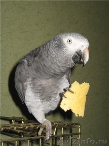 Птенцов попугая жако - Изображение #2, Объявление #1132715