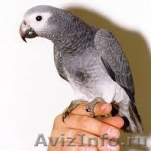 Птенцов попугая жако - Изображение #1, Объявление #1132715