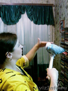 Куплю крупного ручного попугая  - Изображение #1, Объявление #1174435
