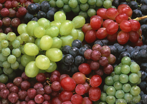 продаю черенки и саженцы винограда - Изображение #1, Объявление #1208818