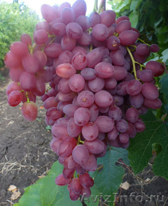 саженцы и черенки винограда почтой по всем регионам - Изображение #2, Объявление #903832