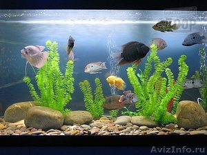 Профессиональное обслуживание аквариумов. Установка. - Изображение #3, Объявление #1377013