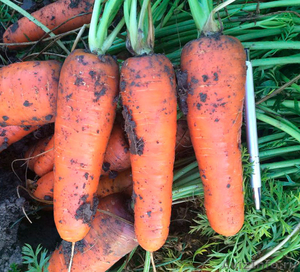 Морковь сорта "БОЛИВАР F1" - Изображение #1, Объявление #1632523