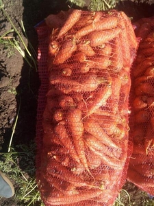 Морковь сора Боливар - Изображение #2, Объявление #1663563
