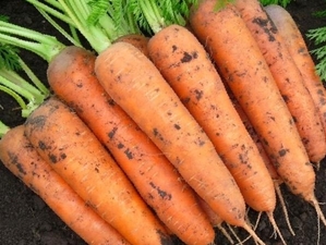 Морковь Каскад - Изображение #1, Объявление #1662557
