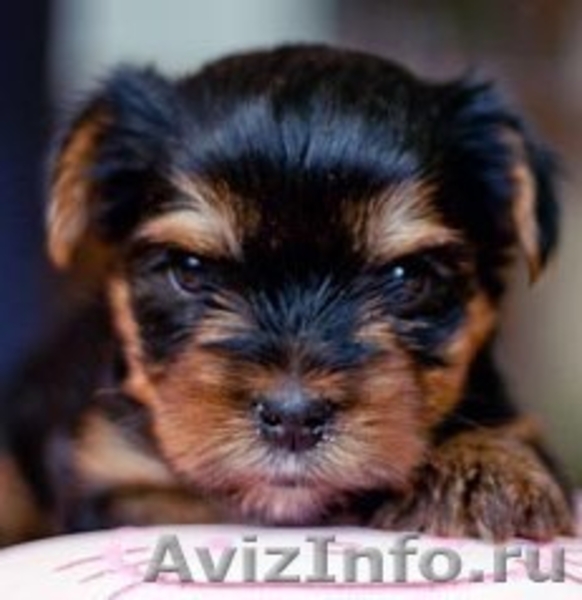 Купить В Челябинске Щенка Йоркширский